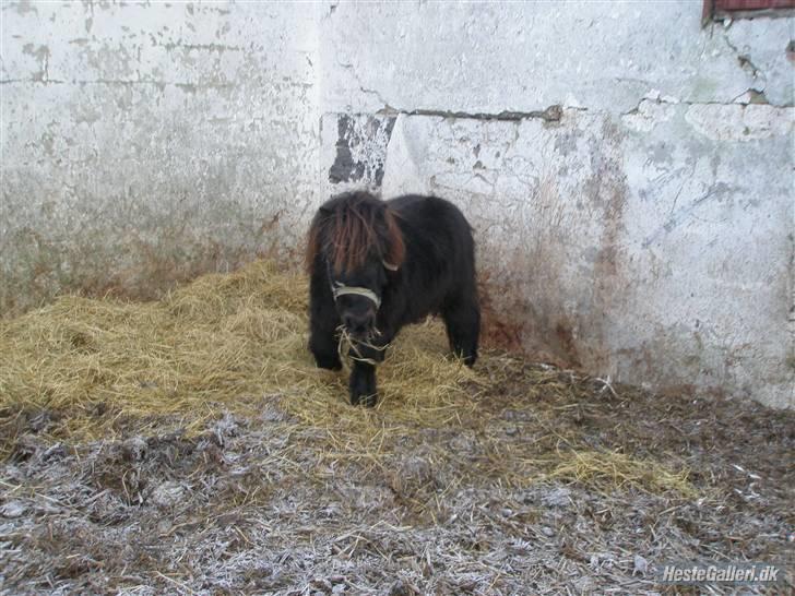 Shetlænder Sofus<3 - spiser billede 5