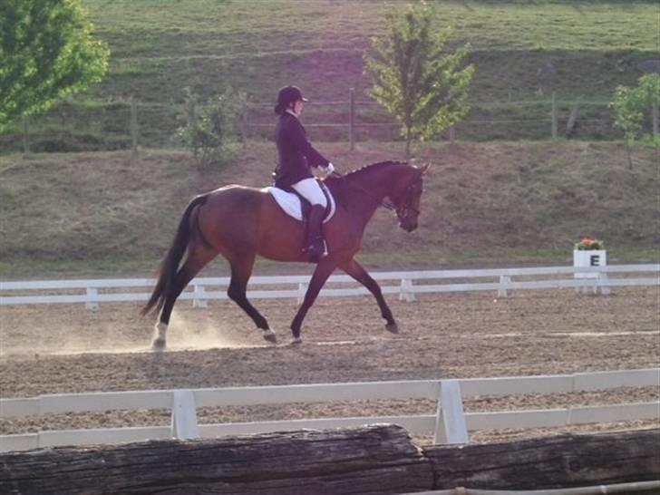 Dansk Varmblod Monique Essenbæk B-hest  - Monique rider som den føreste på banen til landsmilitary i skanderborg kl 7! billede 18