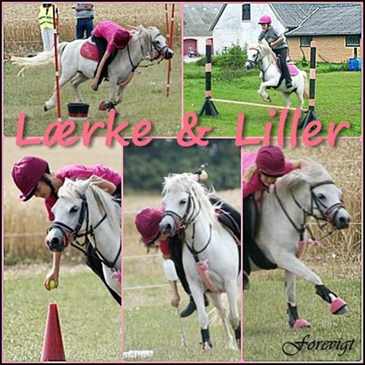 Welsh Mountain (sec A) Bjerregaards-Lillepigen "soulmate" - 1. velkommen til lillers profil(: billede 1