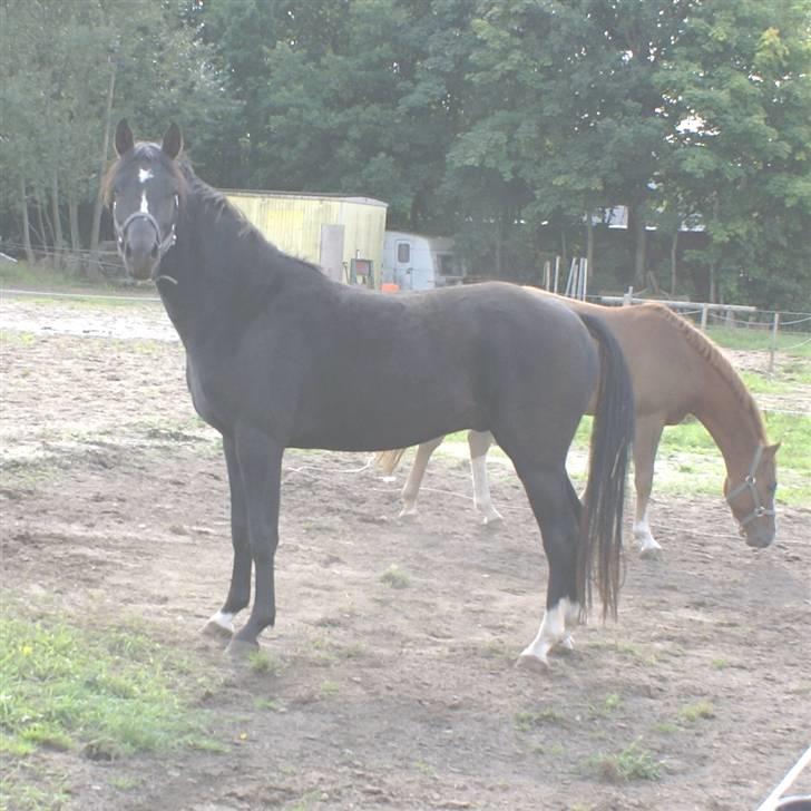 DSP Ahorns Top Way billede 16