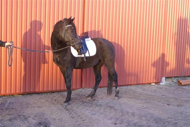 DSP Ahorns Top Way billede 17