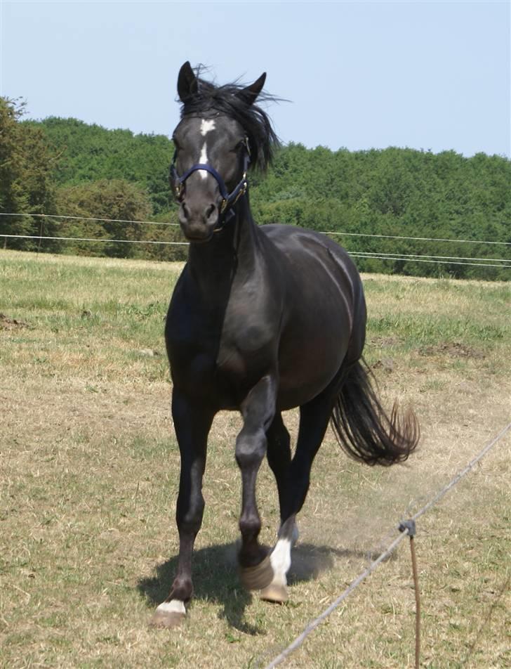 DSP Ahorns Top Way billede 18