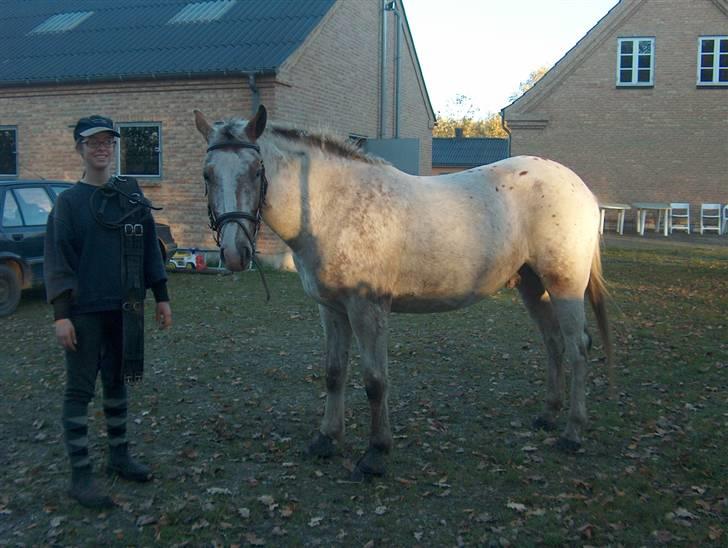 Anden særlig race Sofus  - Lige efter en gang longering omme i round pen´en billede 11