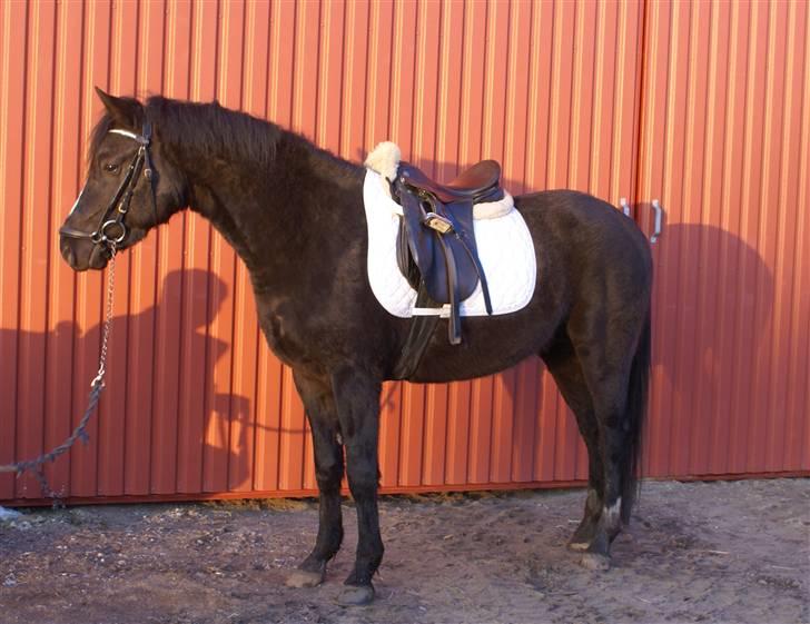 DSP Ahorns Top Way billede 19