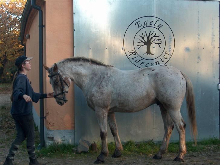 Anden særlig race Sofus  - Tadaa billede 12