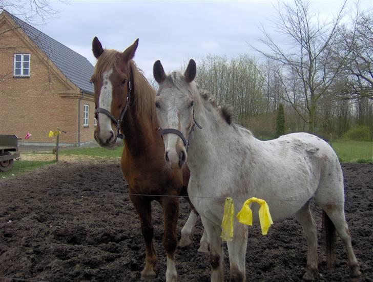Anden særlig race Sofus  - De to bamser billede 14
