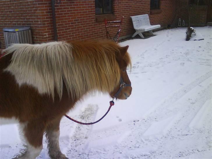 Anden særlig race Mr. Filur (R.I.P) - Bassen i sneen :) billede 7