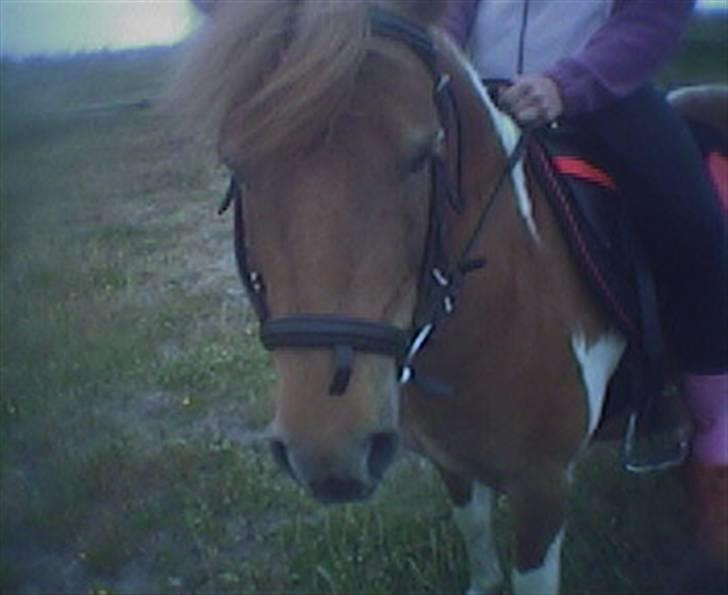 Anden særlig race Mr. Filur (R.I.P) - Filur og manja <3 billede 18