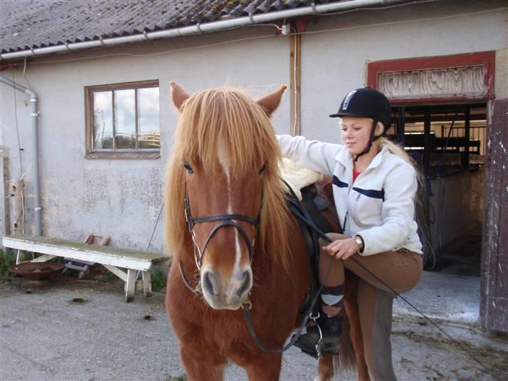 Islænder Skolli f. Ryethøj *RIP* - 13) UD AT RIDE IGEN?(: billede 13