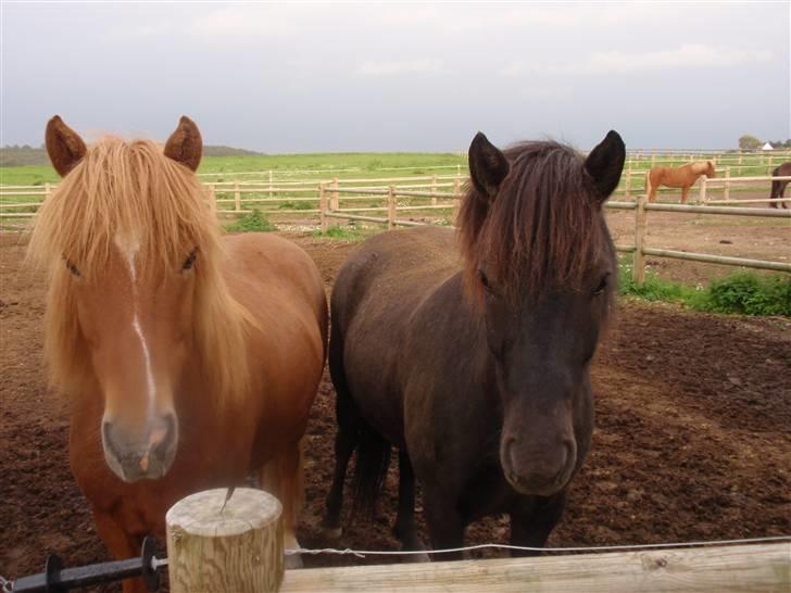 Islænder Skolli f. Ryethøj *RIP* - 14) SCOOTER OG STORM, BEDSTEVENNER billede 14