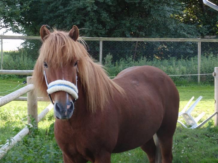Islænder Skolli f. Ryethøj *RIP* - 16) DU ER DEN BEDSTE billede 16