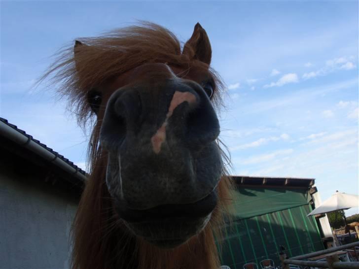 Islænder Skolli f. Ryethøj *RIP* - 20) BYE-BYE, DET VAR ALT FOR NU :b billede 20