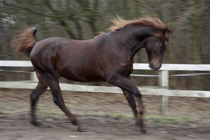 Anglo Araber (AA) legolas billede 2