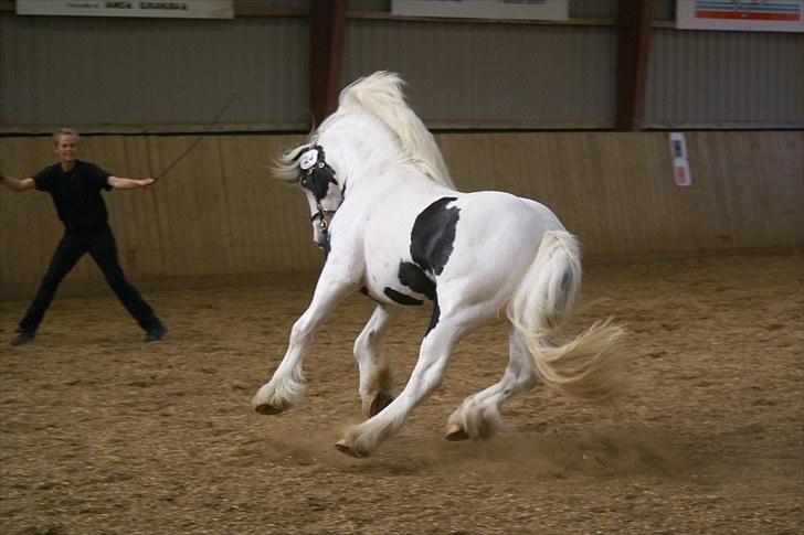 Irish Cob Grymyrs Django (SOLGT) - billede taget af Lise Hauge billede 6