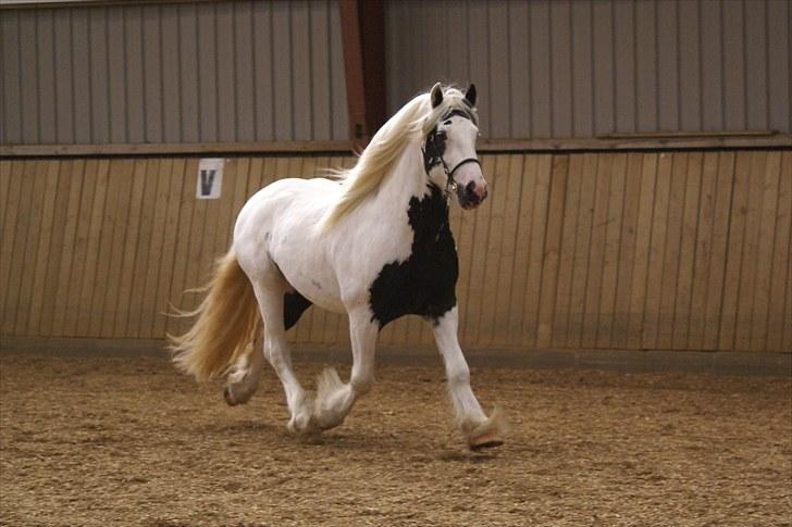 Irish Cob Grymyrs Django (SOLGT) - billede taget af Lise Hauge billede 9