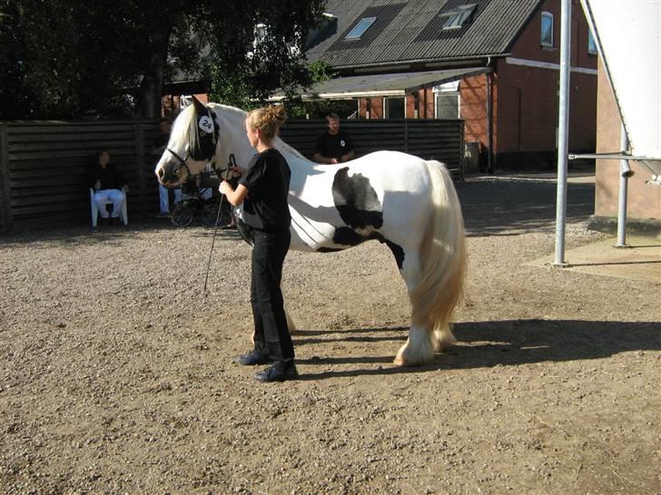 Irish Cob Grymyrs Django (SOLGT) billede 12