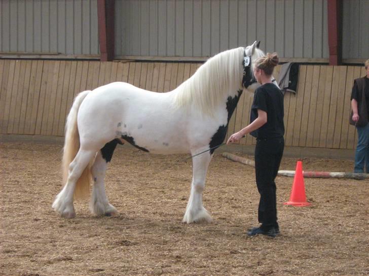 Irish Cob Grymyrs Django (SOLGT) billede 13