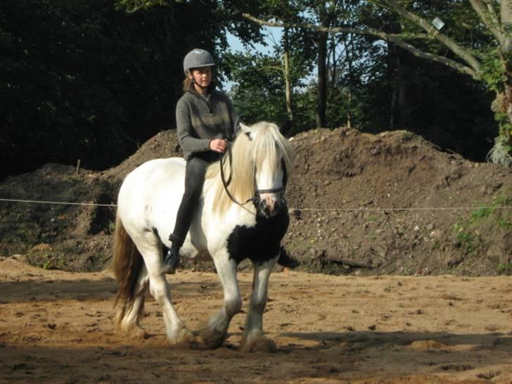 Irish Cob Grymyrs Django (SOLGT) billede 15