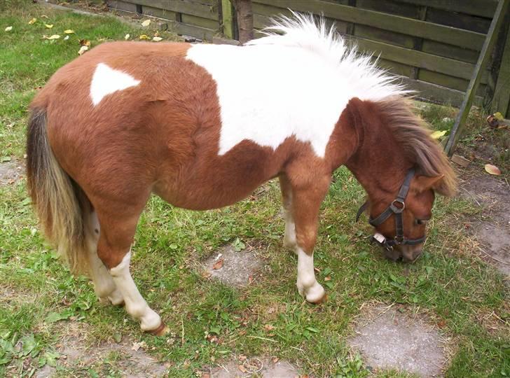 Shetlænder Pegasus R.I.P. - lig mærke til den fine 3-kant på hans bag... syntes den er lidt sjov... billede 1