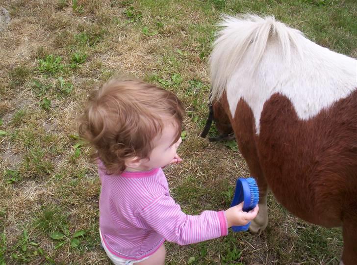 Shetlænder Pegasus R.I.P. - så skal der striles... billede 2