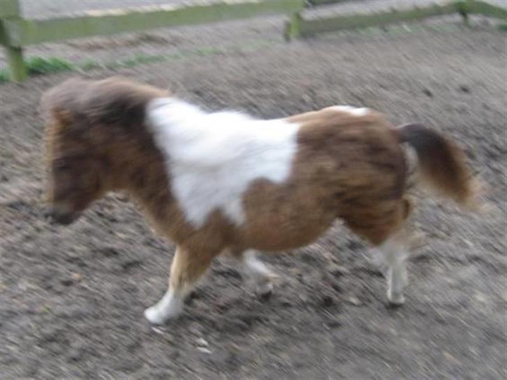 Shetlænder Pegasus R.I.P. - her er pegasus kun 6 måneder billedet er lidt sløret, men han er i fuld-fir-spring så syntes det skulle med... billede 3