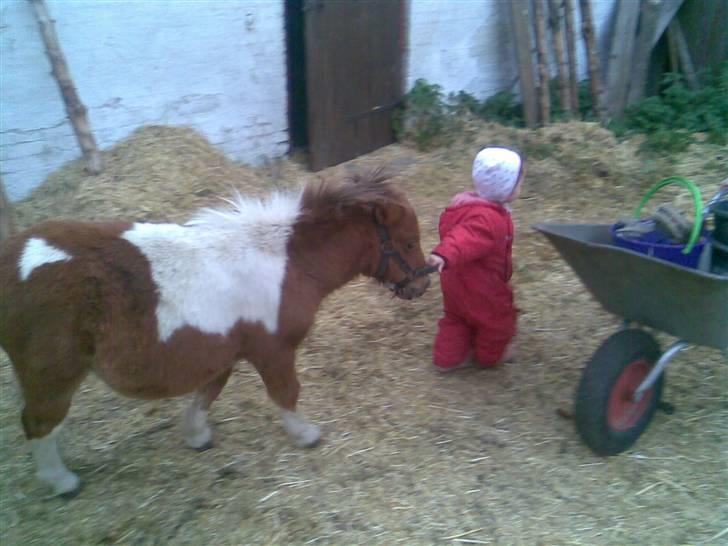 Shetlænder Pegasus R.I.P. - her er pegasus kun 1 år men finder sig alligevel i at blive trukket af min datter ehlana billede 4