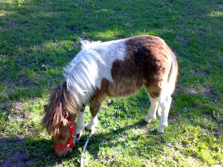 Shetlænder Pegasus R.I.P. - hyggetid i vores have... billede 5