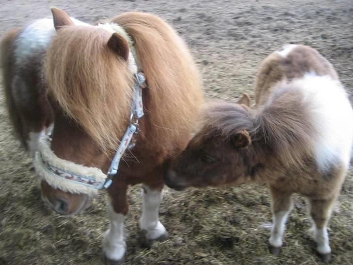 Shetlænder Pegasus R.I.P. - her er pegasus sammen med hans far... kan i se hvor han har fået han skønhed fra... billede 6