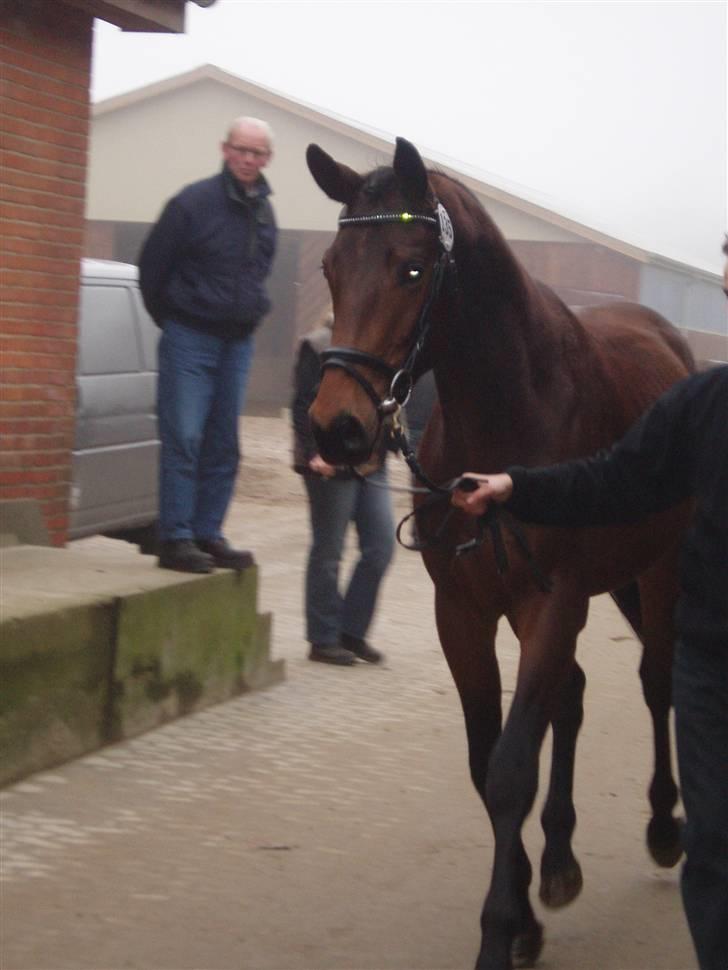 Trakehner Aschton H SOLGT billede 1