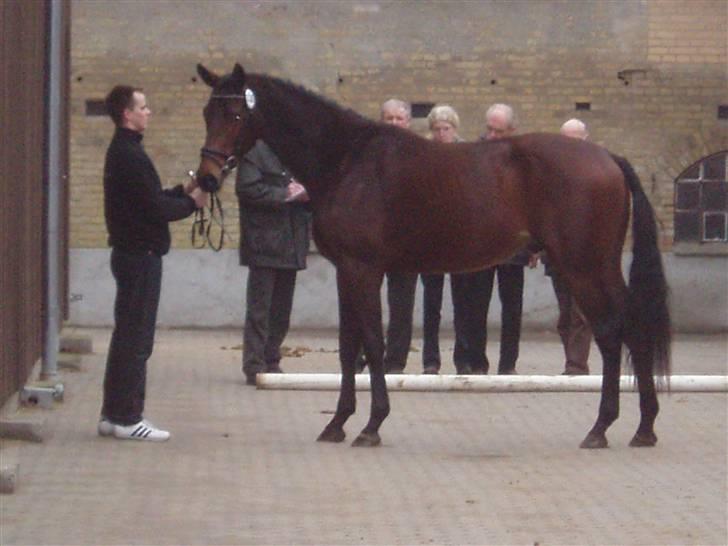 Trakehner Aschton H SOLGT billede 2