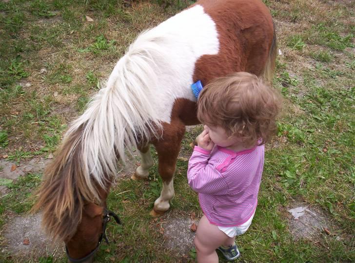 Shetlænder Pegasus R.I.P. - er de ikke søde sammen...!!! billede 7