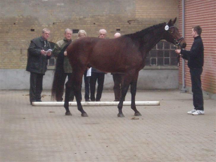 Trakehner Aschton H SOLGT billede 3