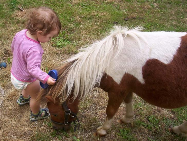 Shetlænder Pegasus R.I.P. - er de ikke søde sammen...!!! billede 8