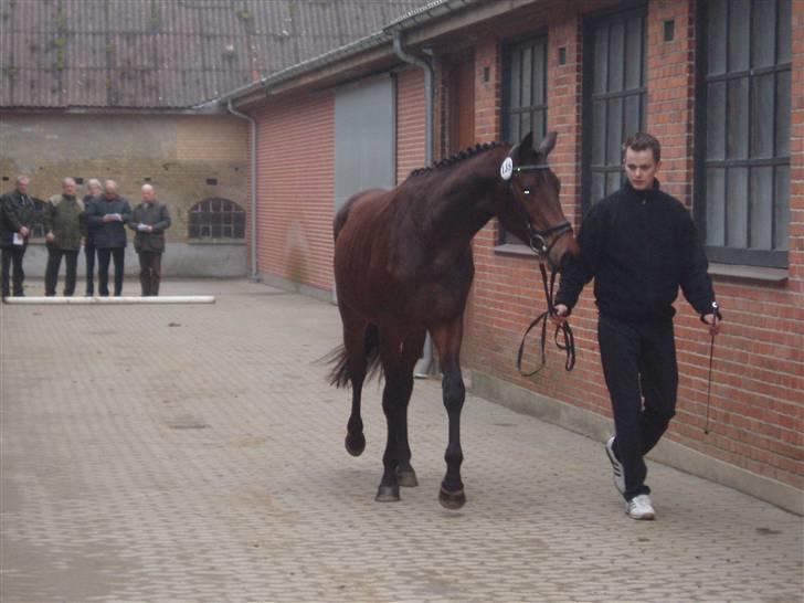 Trakehner Aschton H SOLGT billede 4