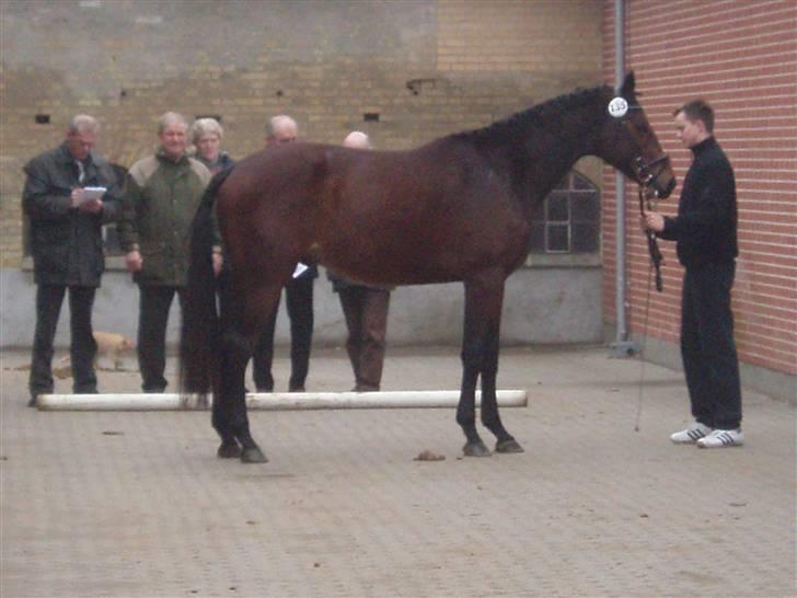 Trakehner Aschton H SOLGT billede 5