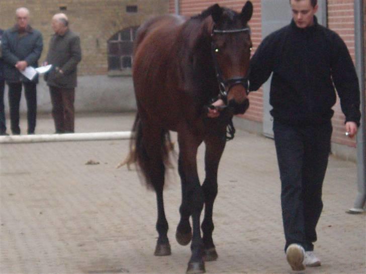 Trakehner Aschton H SOLGT billede 6