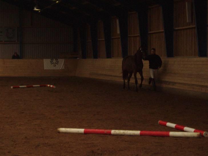 Trakehner Aschton H SOLGT billede 7