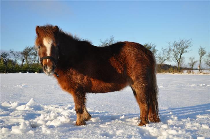 Shetlænder KJÆRSGAARDS AMINA - Snedyret Amina 26 december 2009 med nyt kamera:D billede 12