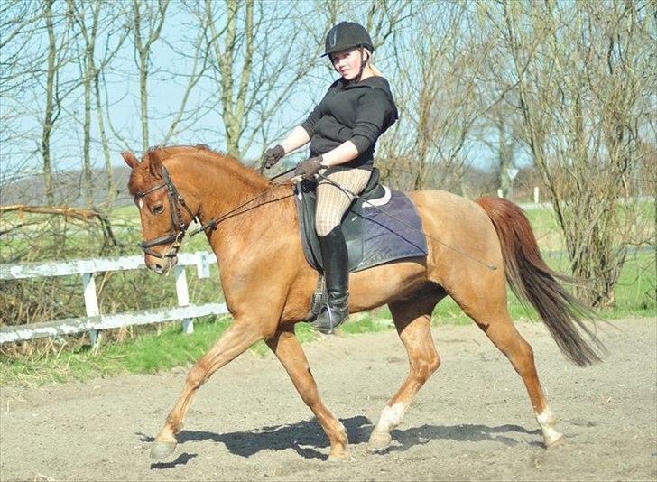 Anden særlig race Hercules - Foto: Annika Mørum billede 3