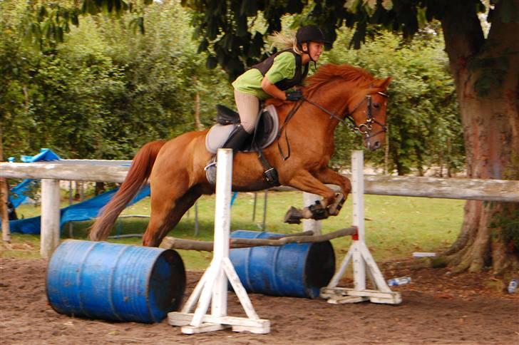 Anden særlig race Hercules - Foto: Annika Mørum billede 4