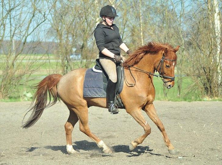 Anden særlig race Hercules - Foto: Annika Mørum billede 6