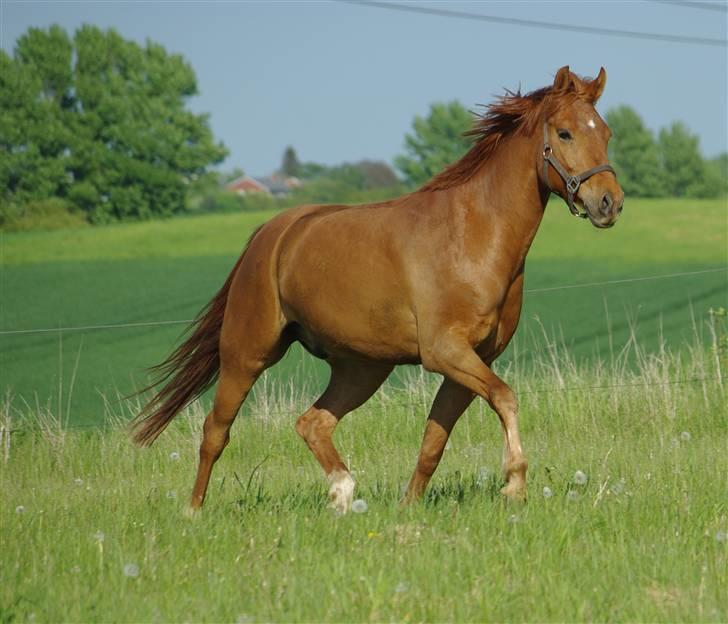 Anden særlig race Hercules billede 7