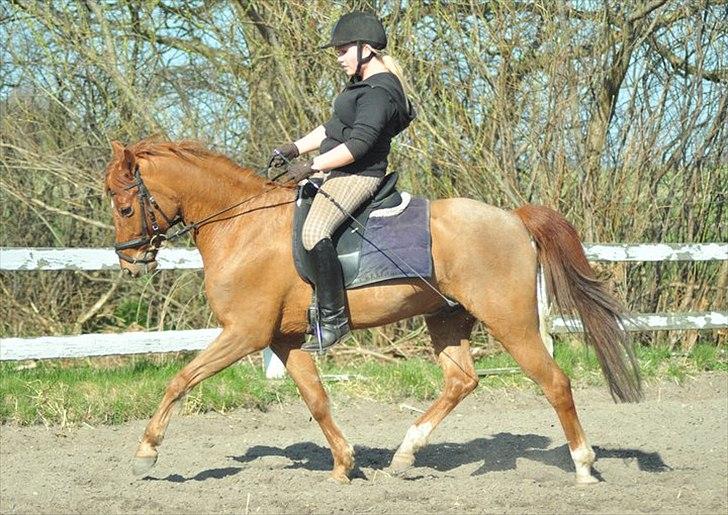 Anden særlig race Hercules billede 9