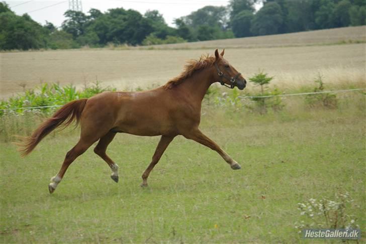 Anden særlig race Hercules billede 10