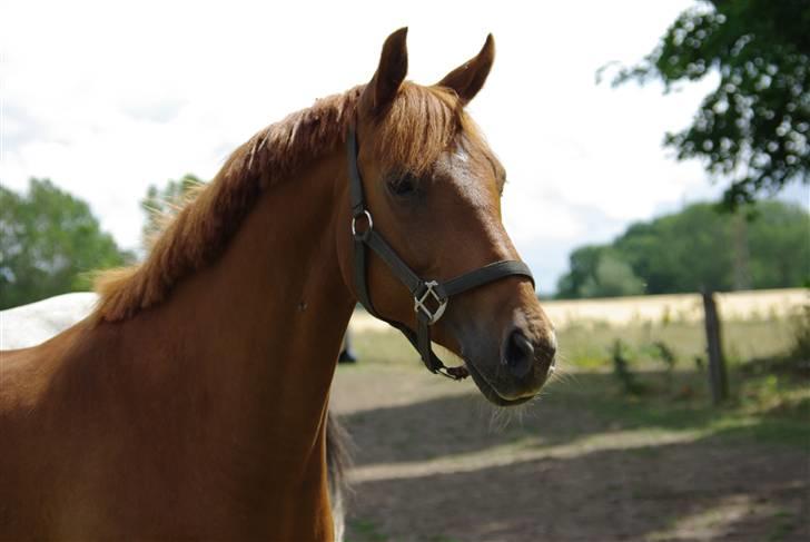 Anden særlig race Hercules billede 14