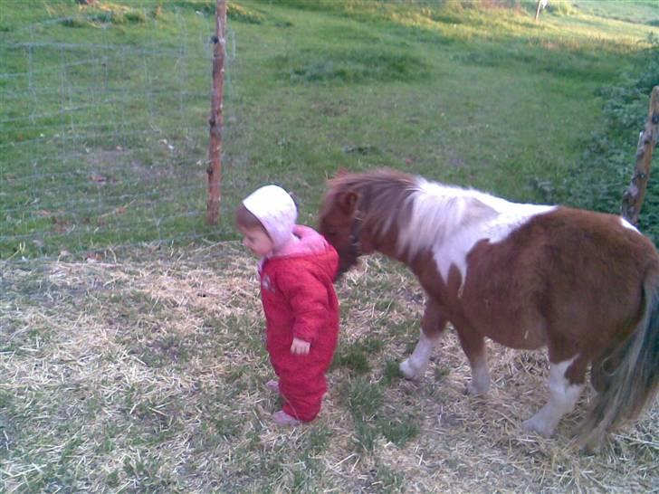 Shetlænder Pegasus R.I.P. billede 9