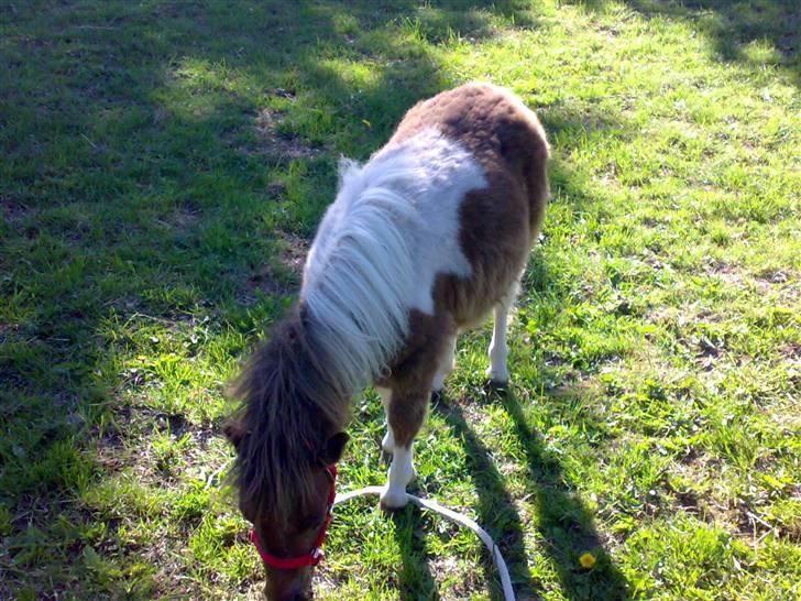 Shetlænder Pegasus R.I.P. billede 10