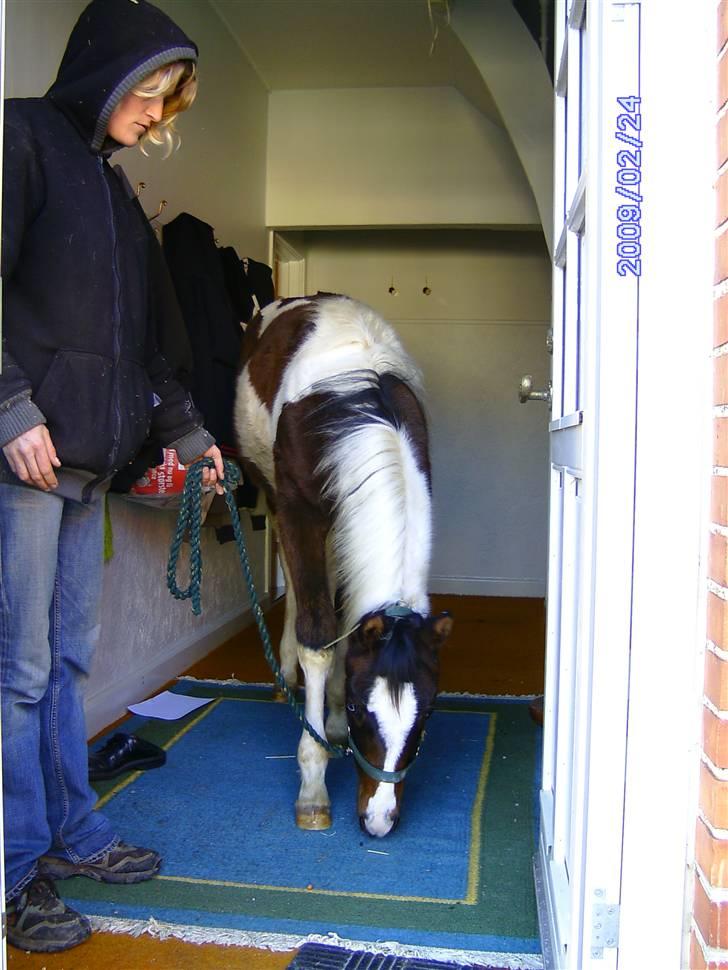 Pinto Araber Sk Triton R.I.P - Så nu føler jeg mig rigtig som en del af familien, for nu tager min mor mig med ind i huset. billede 8