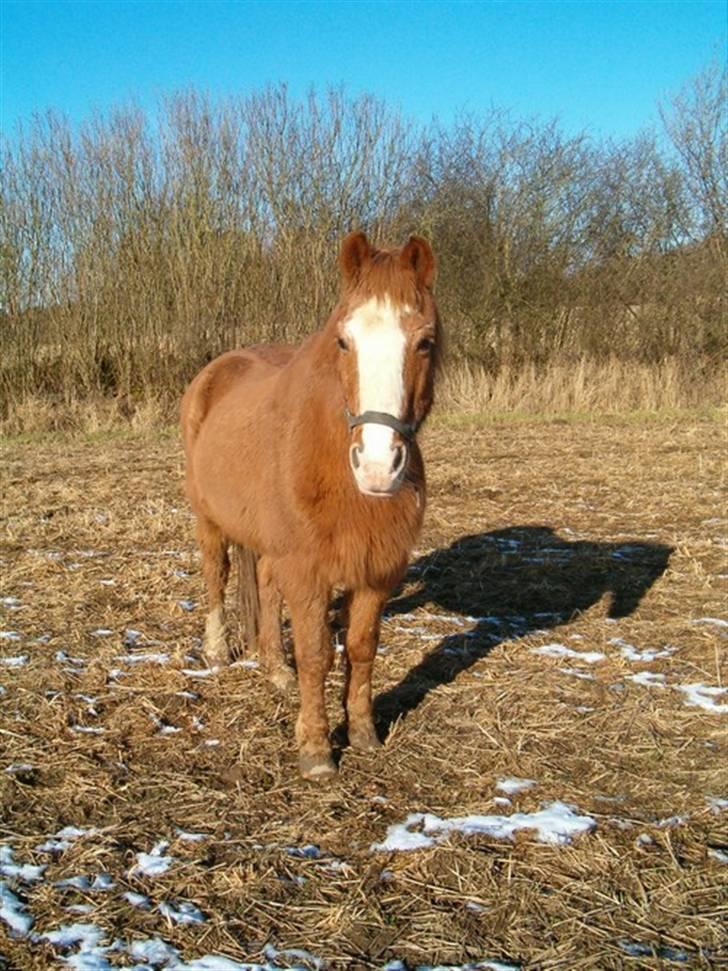 Anden særlig race Charlie - Min Engel † RIP - Charlie den 12. februar .. dagen før han blev aflivet billede 20