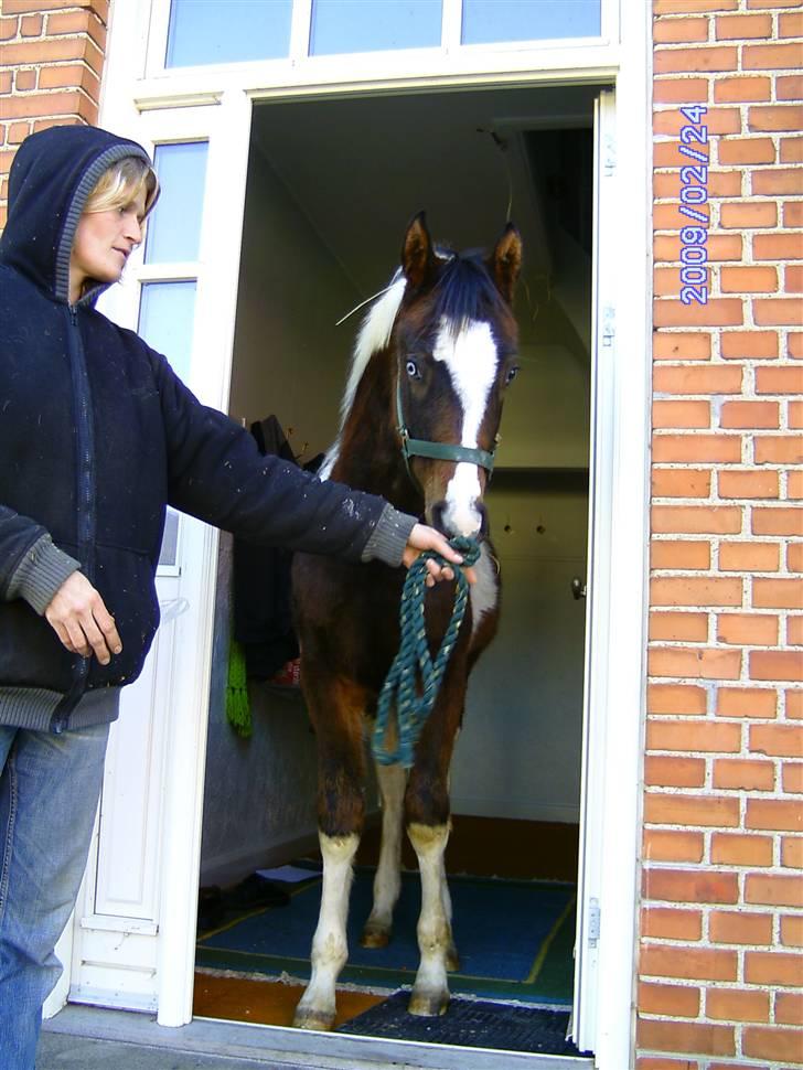 Pinto Araber Sk Triton R.I.P billede 11